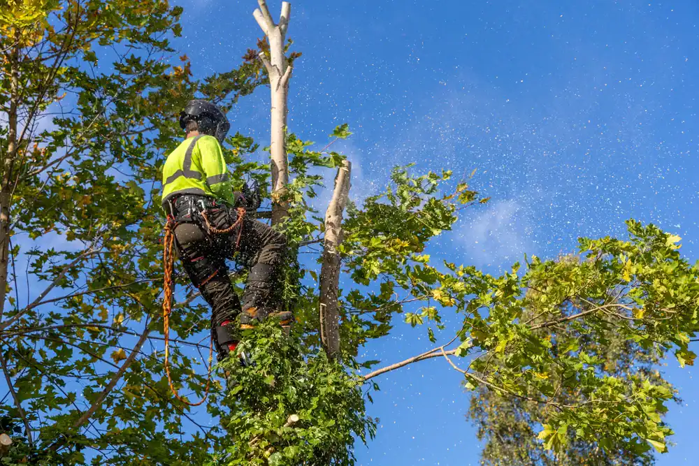 An arborist in safety gear trims branches high up in a tree under a clear blue sky in Suffolk County, NY, with sawdust visible in the air.