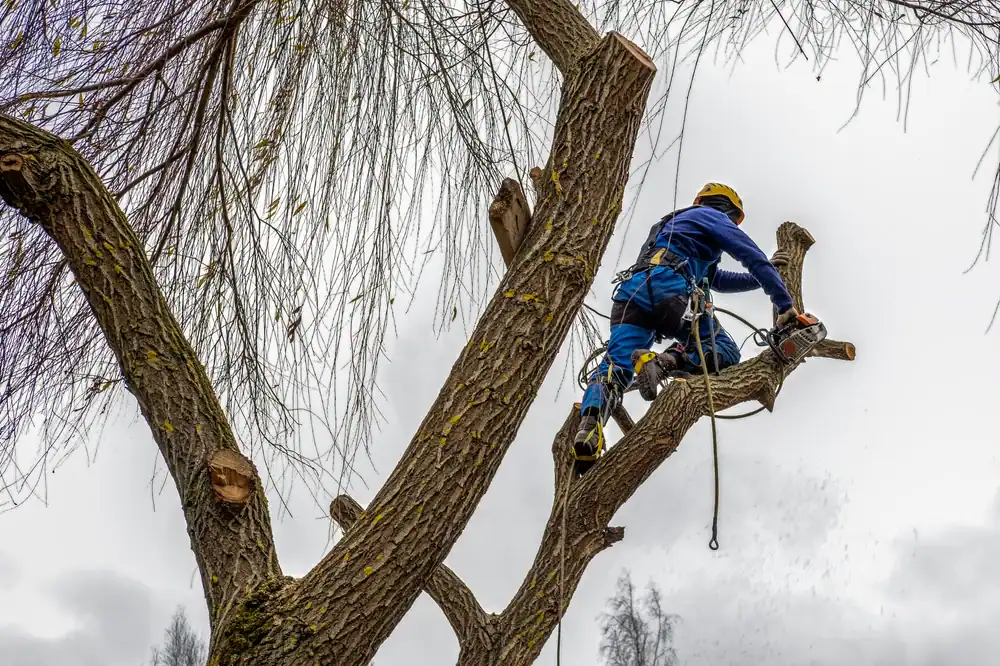A person in Suffolk County, NY is using a chainsaw to trim large branches from a tall tree on a cloudy day.